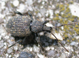 Black Vine Weevil